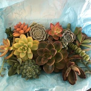 COPY - Assorted succulent clippings